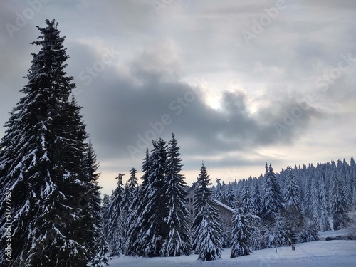 Nature under the snow during winter. Slovakia