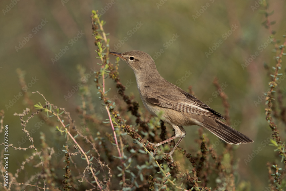 Fototapeta premium Portrait of a Upchers Warbler perched on green at Hamala, Bahrain
