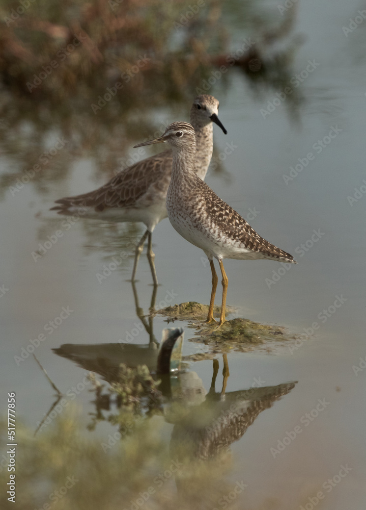 Wood Sandpiper and a ruff at hamala, Bahrain Wood Sandpiper and a ruff at hamala, Bahrain