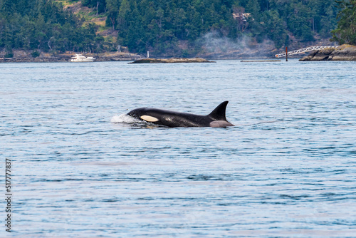 seattle water orca