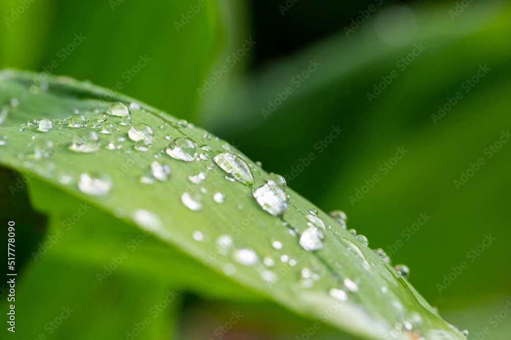 Green leaf with raindrops on a summer day macro photography. Fresh leaf of garden flowering plant with water drops springtime close-up photography. Green leaf with raindrops on a summer day macro photography. Fresh leaf of garden flowering plant with water drops springtime close-up photography.