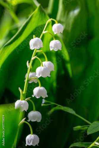 Blooming white lily of the valley with raindrops in springtime macro photography. Garden May bells buds with water drops summertime close-up photo.	