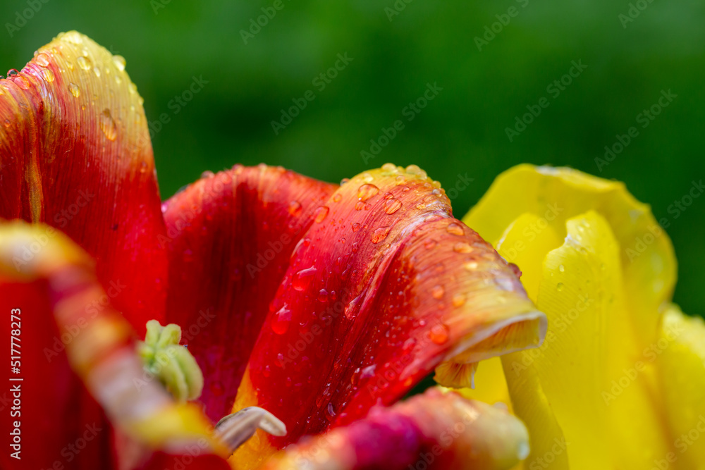 A raindrop on a red-yellow tulip petal macro photography on a summer rainy day. A drop of water on a leaf of a flower close-up photo. A raindrop on a red-yellow tulip petal macro photography on a summer rainy day. A drop of water on a leaf of a flower close-up photo.