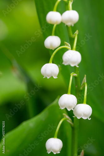 Blooming white lily of the valley with raindrops in springtime macro photography. Garden May bells buds with water drops summertime close-up photo. 