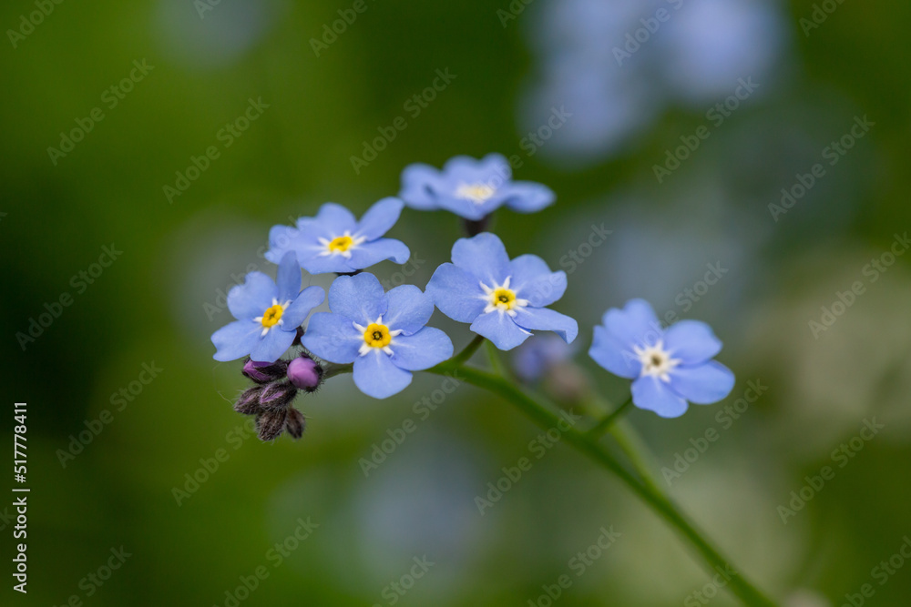 Forget me not flowers on a green background on a sunny day in springtime macro photography. Blooming Myosotis wildflowers with blue petals on a summer day close-up photo. Forget me not flowers on a green background on a sunny day in springtime macro photography. Blooming Myosotis wildflowers with blue petals on a summer day close-up photo.