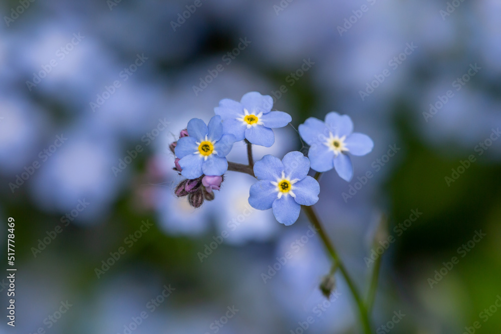 Forget me not flowers on a green background on a sunny day in springtime macro photography. Blooming Myosotis wildflowers with blue petals on a summer day close-up photo. Forget me not flowers on a green background on a sunny day in springtime macro photography. Blooming Myosotis wildflowers with blue petals on a summer day close-up photo.