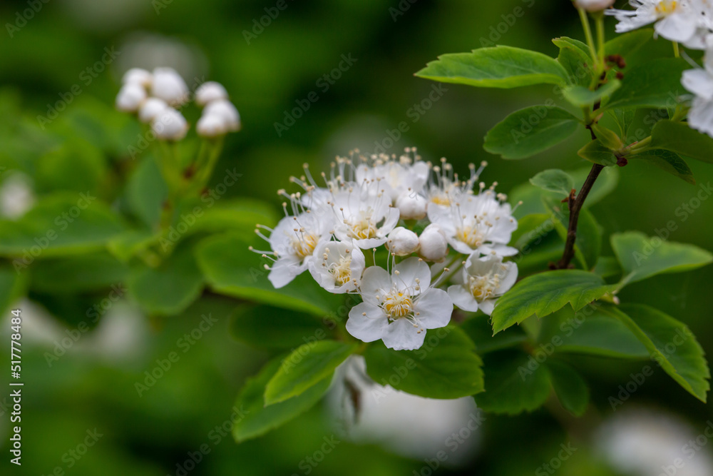 Fluffy white hawthorn flowers on a green background in springtime macro photography. Blossom may-tree plant with white petals on a summer day close-up photo.	