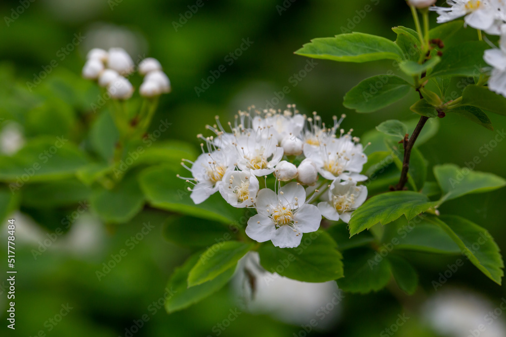 Fluffy white hawthorn flowers on a green background in springtime macro photography. Blossom may-tree plant with white petals on a summer day close-up photo. Fluffy white hawthorn flowers on a green background in springtime macro photography. Blossom may-tree plant with white petals on a summer day close-up photo.