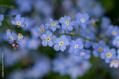 Forget me not flowers on a green background on a sunny day in springtime macro photography. Blooming Myosotis wildflowers with blue petals on a summer day close-up photo. 