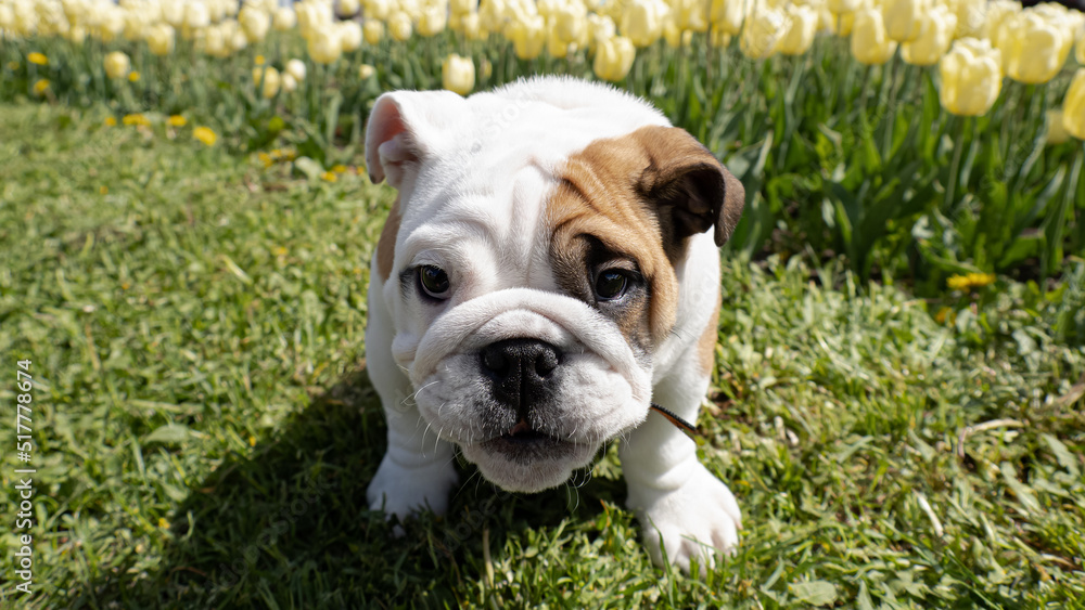 Cute bulldog puppy. A thoroughbred dog. An English bulldog in a public park