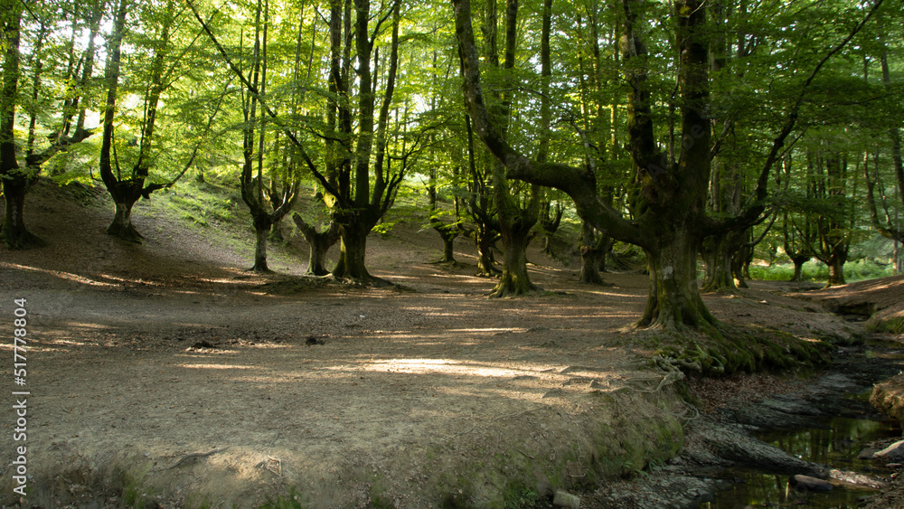 Ancient beech roots in solitary forest in northern Spain with river crossing. Ancient beech roots in solitary forest in northern Spain with river crossing.