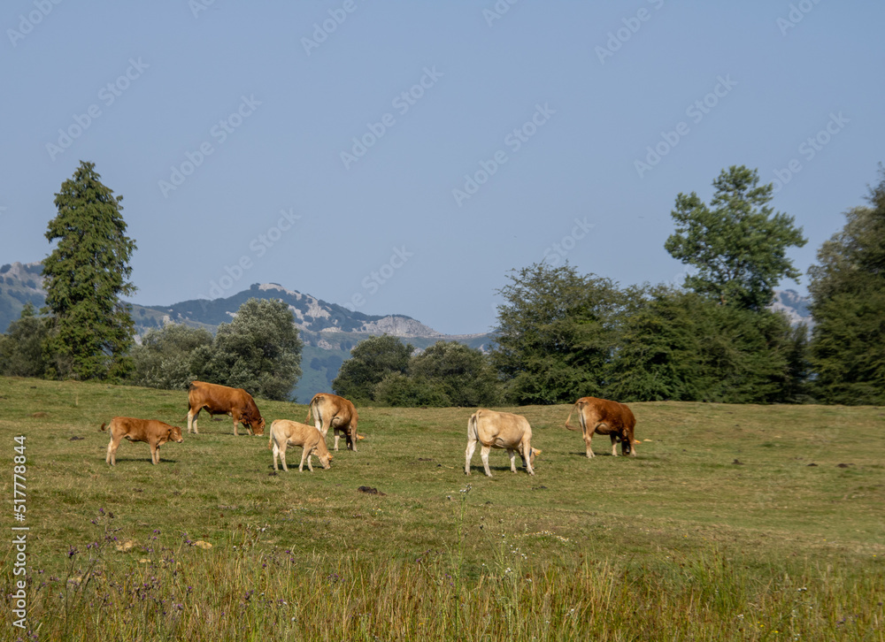 cows pasturing in the field with the mountain in the background