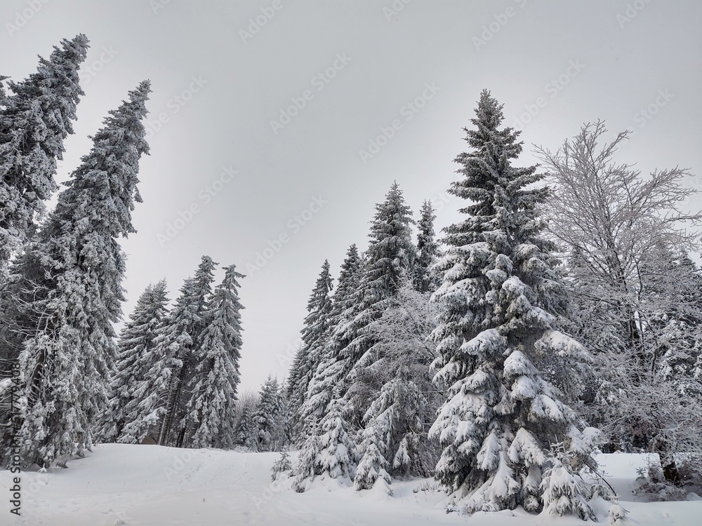 Nature under the snow during winter. Slovakia Nature under the snow during winter. Slovakia