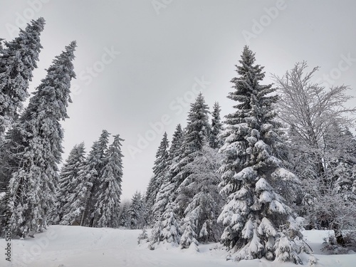 Nature under the snow during winter. Slovakia