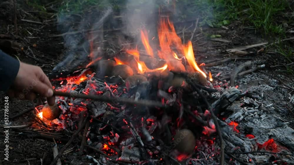 Baked potato in a fire. Man puts raw potatoes in the fire to bake. Baked potato in a fire. Man puts raw potatoes in the fire to bake.