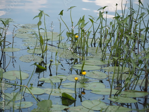 lilies water lilies pond lake water flowers summer