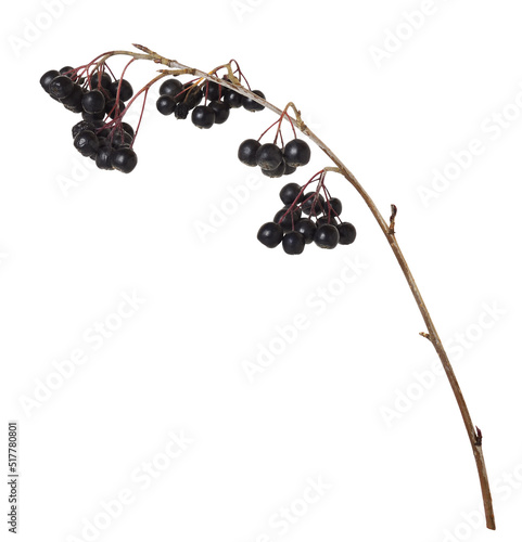 Autumn twig with Hawthorn b...