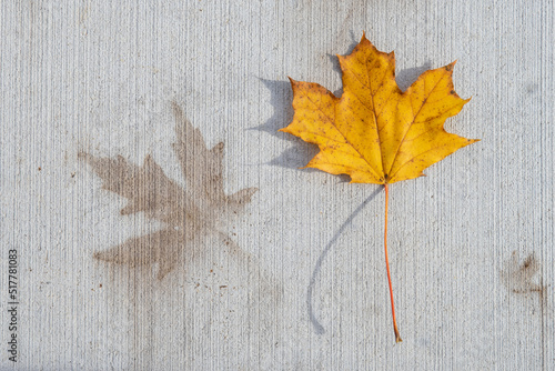 Autumn maple leaf with leaf shaped stain on concrete