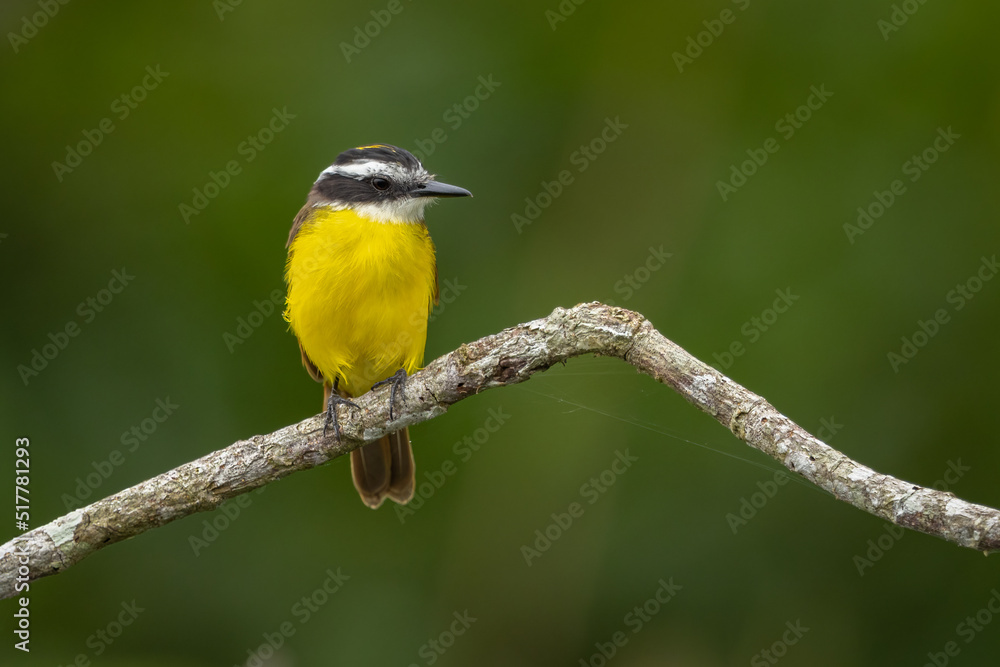Obraz premium Lesser Kiskadee perched on a branch