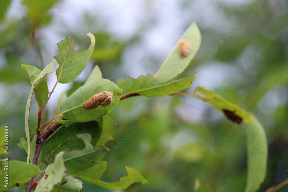 Deposit of eggs of Brown tail Moth (Euproctis chrysorrhoea) on a tree leaf. Deposit of eggs of Brown tail Moth (Euproctis chrysorrhoea) on a tree leaf.