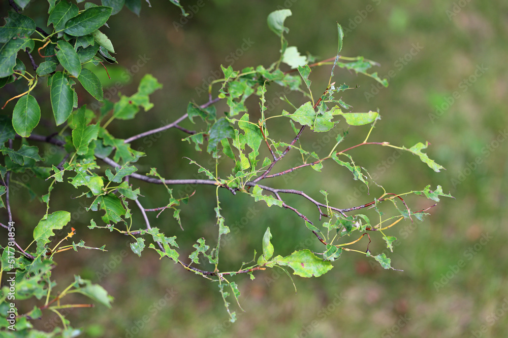 Tree leaves destroyed by caterpillars of Brown tail Moth (Euproctis chrysorrhoea). Tree leaves destroyed by caterpillars of Brown tail Moth (Euproctis chrysorrhoea).