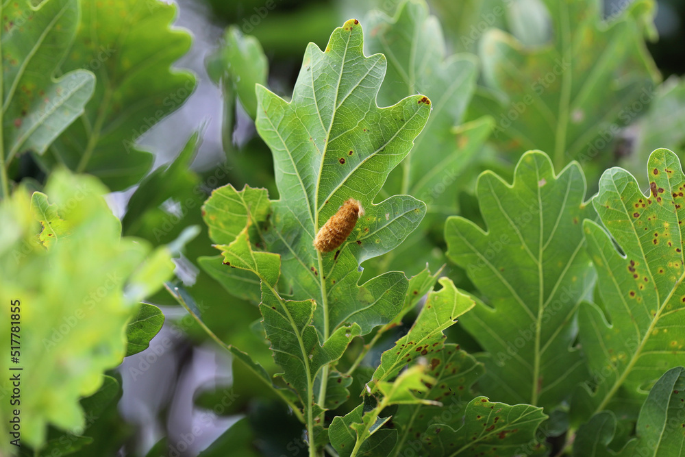 Fototapeta premium Deposit of eggs of Brown tail Moth (Euproctis chrysorrhoea) on a tree leaf.