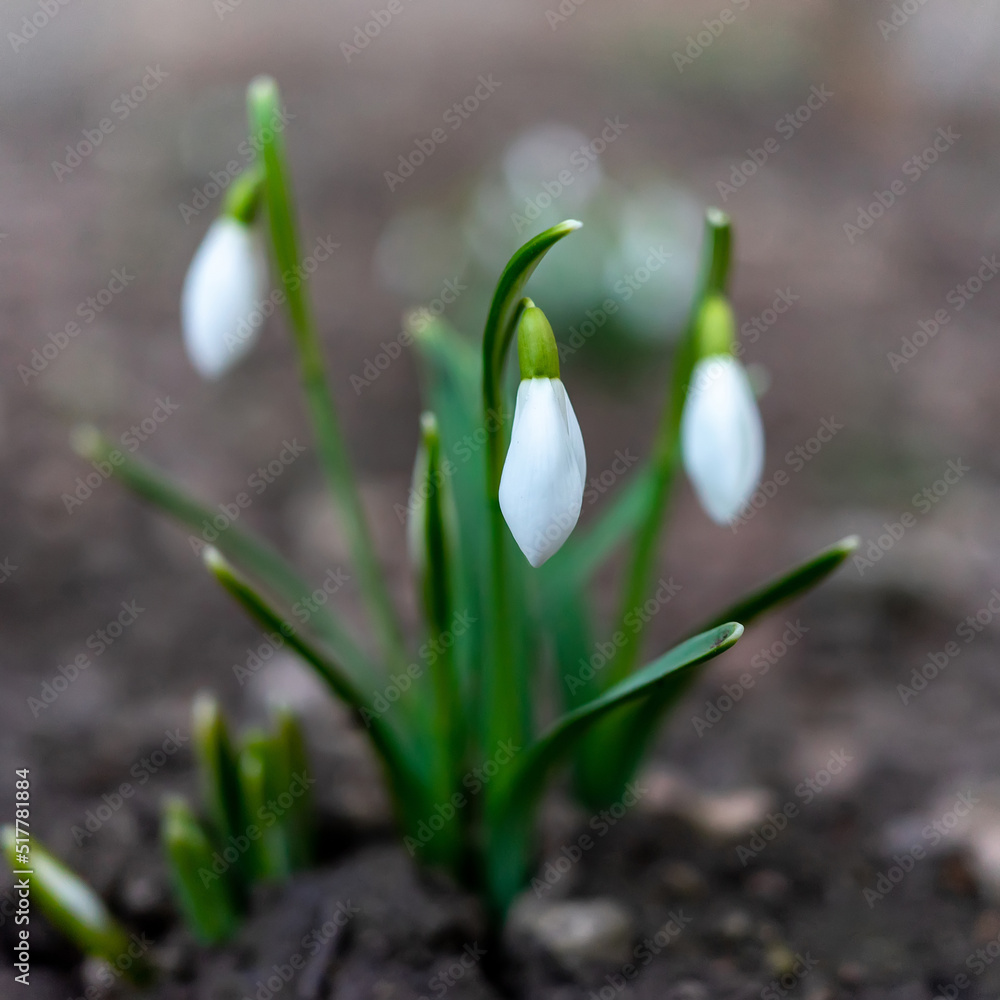 Symbol of spring awakening. The first spring flowers of snowdrops