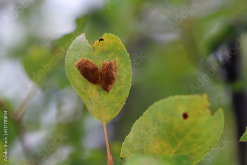 Deposit of eggs of Brown tail Moth (Euproctis chrysorrhoea) on a tree leaf. photo