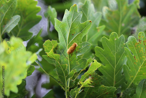 Deposit of eggs of Brown tail Moth (Euproctis chrysorrhoea) on a tree leaf. photo