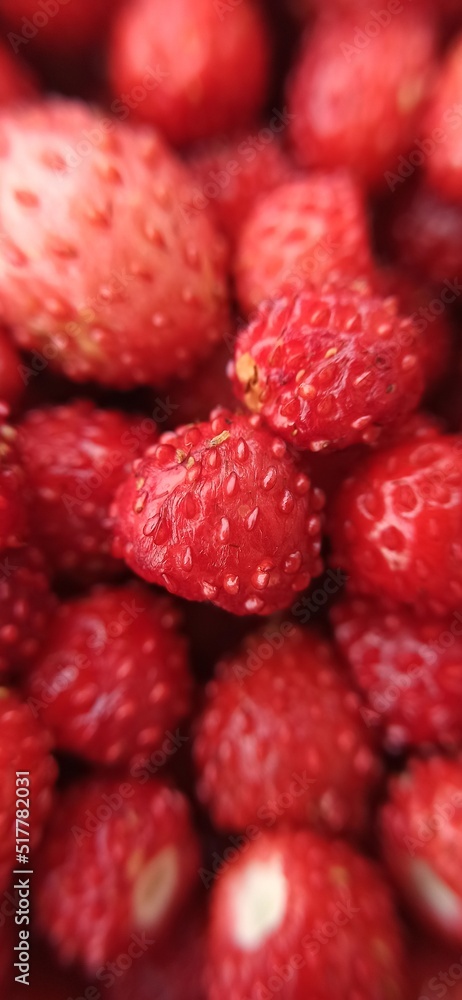 A scattering of small red strawberries. A handful of forest berries close-up. Red glossy surface with small grains. A scattering of small red strawberries. A handful of forest berries close-up. Red glossy surface with small grains.