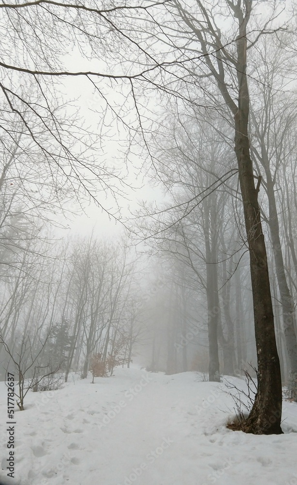Nature under the snow during winter. Slovakia Nature under the snow during winter. Slovakia