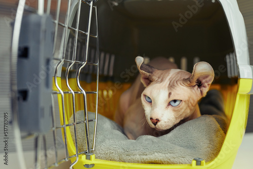 Close up of hairless cat in carrier with open door, pet transportation and vet clinic concept