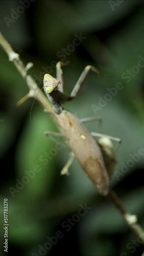 VERTICAL VIDEO: Close-up of large praying mantis sitting on green leaf and looks at on camera lens. Extreme close up photo