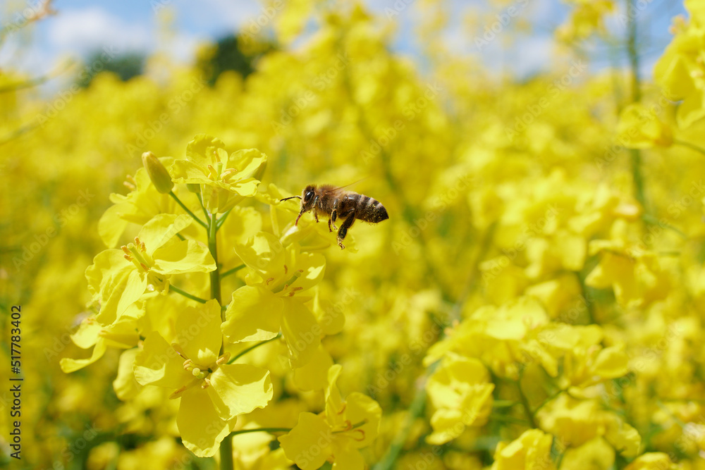 Pracowita pszczoła zbiera nektar, pyłek, propolis z pola rzepaku. Żółte kwiaty rzepaku, błękitne niebo, makro, close-up, bokeh. - obrazy, fototapety, plakaty 