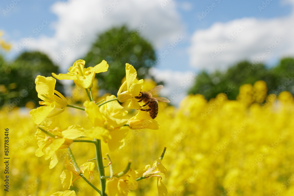Pracowita pszczoła zbiera nektar, pyłek, propolis z pola rzepaku. Żółte kwiaty rzepaku, błękitne niebo, makro, close-up, bokeh.
