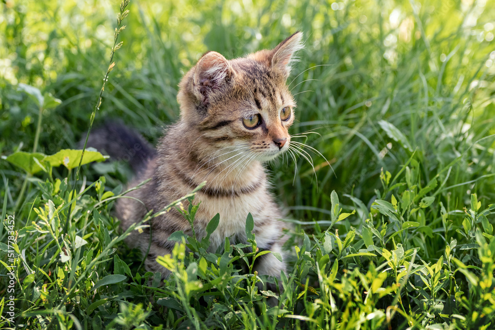 A cute striped kitten with an interesting look is sitting in the garden on the grass A cute striped kitten with an interesting look is sitting in the garden on the grass