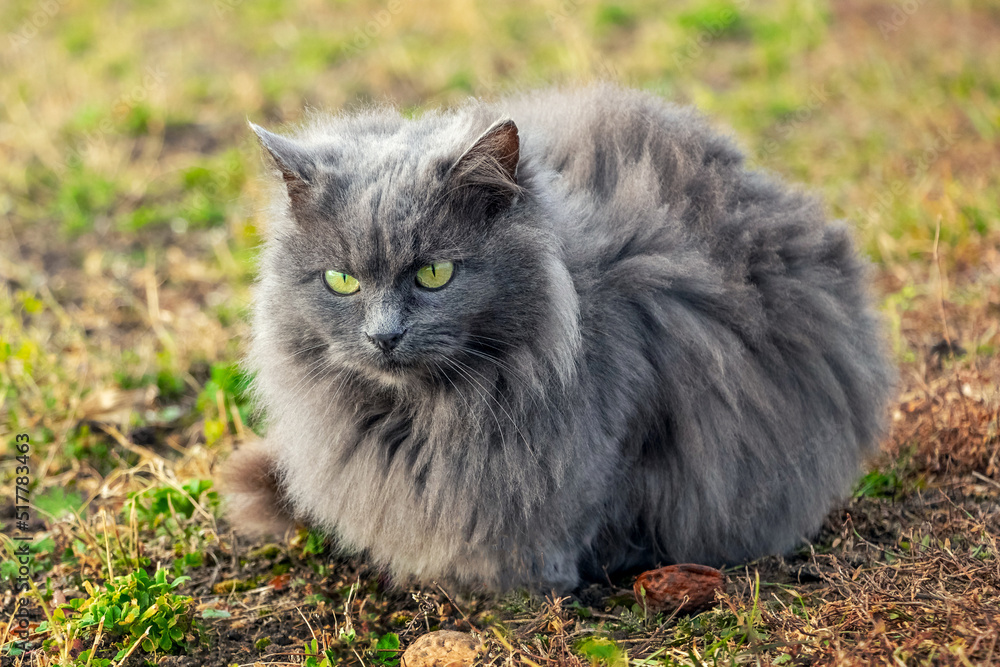 A gray fluffy cat sits in the garden on the grass in sunny weather