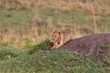 Lion cub on a rock in Kenya