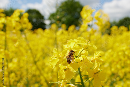 Pracowita pszczoła zbiera nektar, pyłek, propolis z pola rzepaku. Żółte kwiaty rzepaku, błękitne niebo, makro, close-up, bokeh. © Tomasz