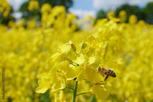 Pracowita pszczoła zbiera nektar, pyłek, propolis z pola rzepaku. Żółte kwiaty rzepaku, błękitne niebo, makro, close-up, bokeh.