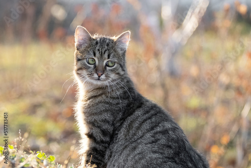 Young striped cat with a close look in the garden on a blurred background