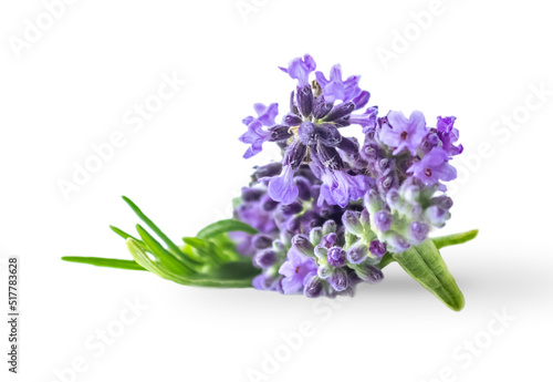 Lavender bouquet flowers isolated on white background. photo
