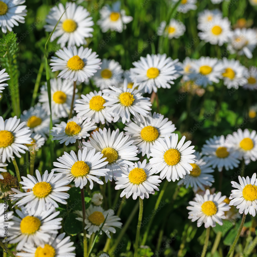 Fototapeta premium Gänseblümchen, Bellis perennis, in einer Nahaufnahme