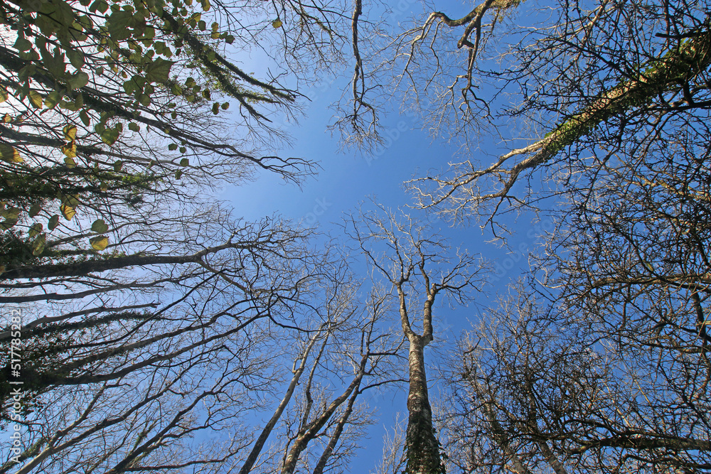 Looking up at trees in winter Looking up at trees in winter