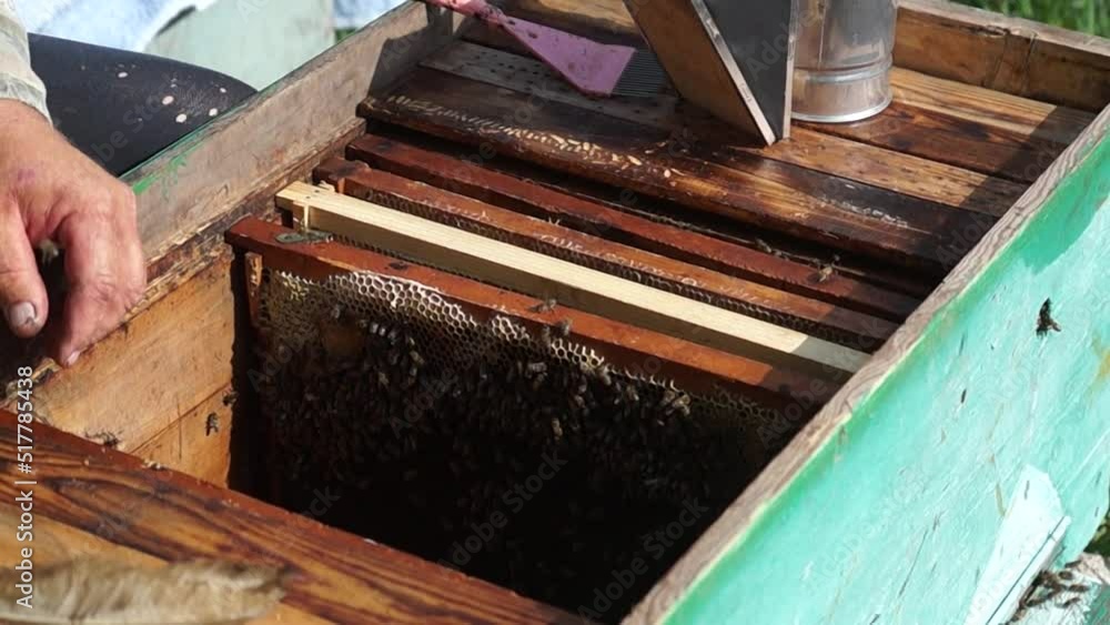 The beekeeper works in the apiary. Beehive and honey production. Work at home apiary. Swarm of bees. The beekeeper works in the apiary. Beehive and honey production. Work at home apiary. Swarm of bees.