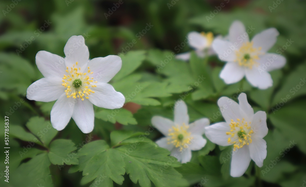 White wood anemone flower in the forest.
White wood anemone flower in the forest.