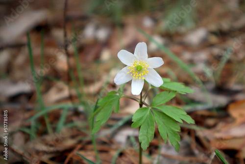 Fototapeta Naklejka Na Ścianę i Meble -  White wood anemone flower in the forest.
