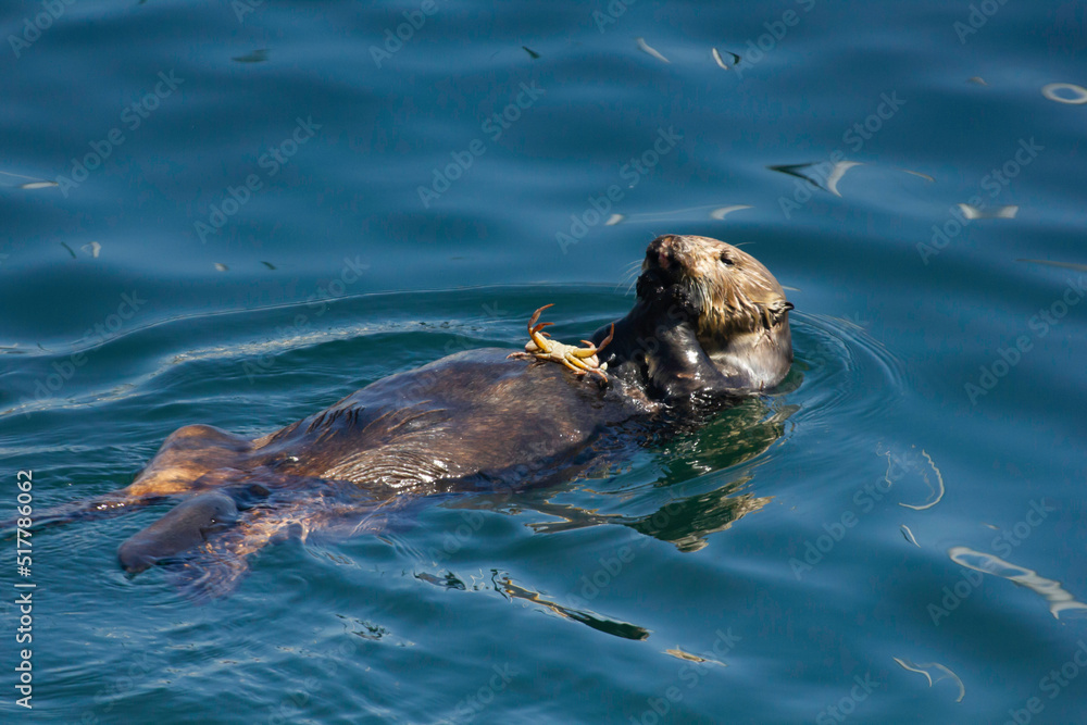 Fototapeta premium An Otter snacking on a crab