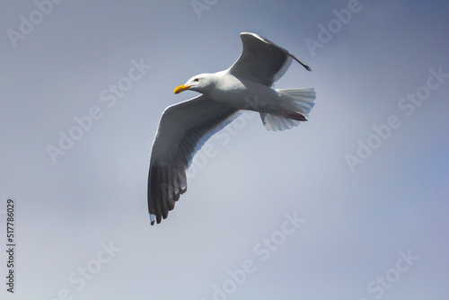 A seagull in flight at the beach