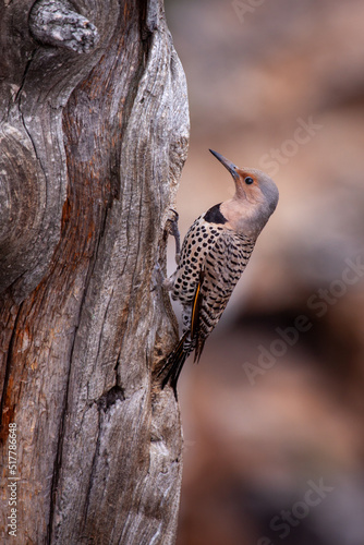 Female Redshafted Northern Flicker on a dead tree perch photo